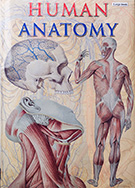 Human anatomy